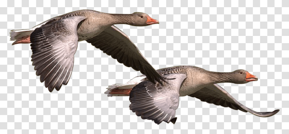 Wild Goose Goose Wild Geese Bird Nature Wildlife Wild Goose, Animal, Waterfowl, Flying, Anseriformes Transparent Png