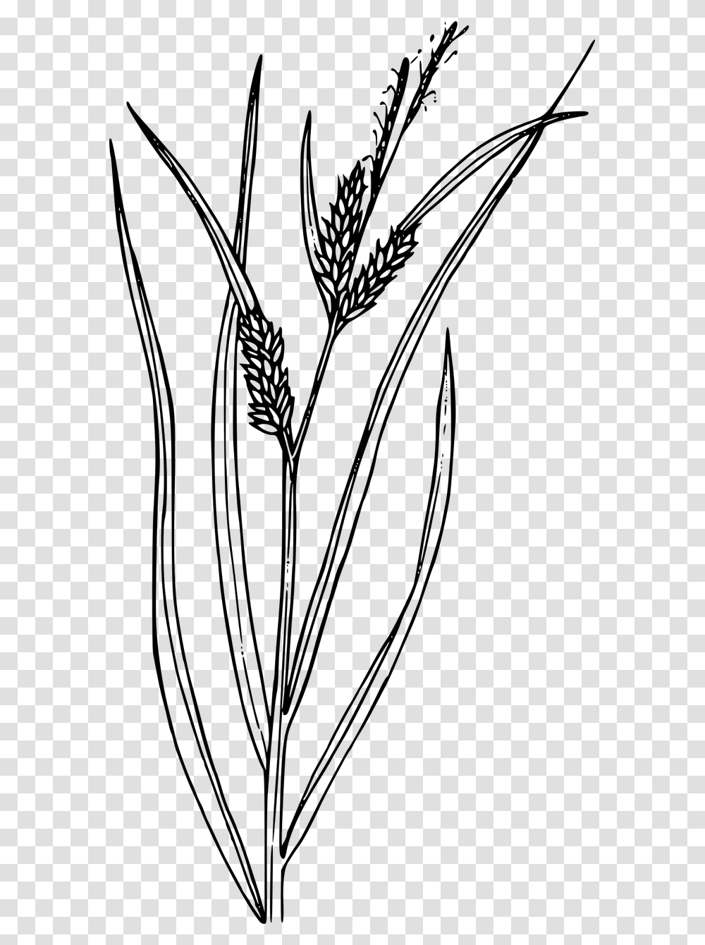 Wild Grass, Gray, World Of Warcraft Transparent Png