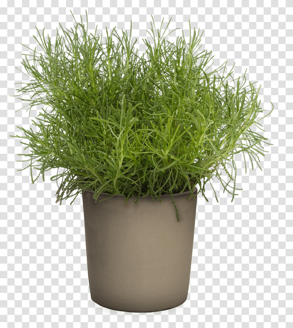 Wild Grass Santolina, Plant, Seasoning, Food, Dill Transparent Png