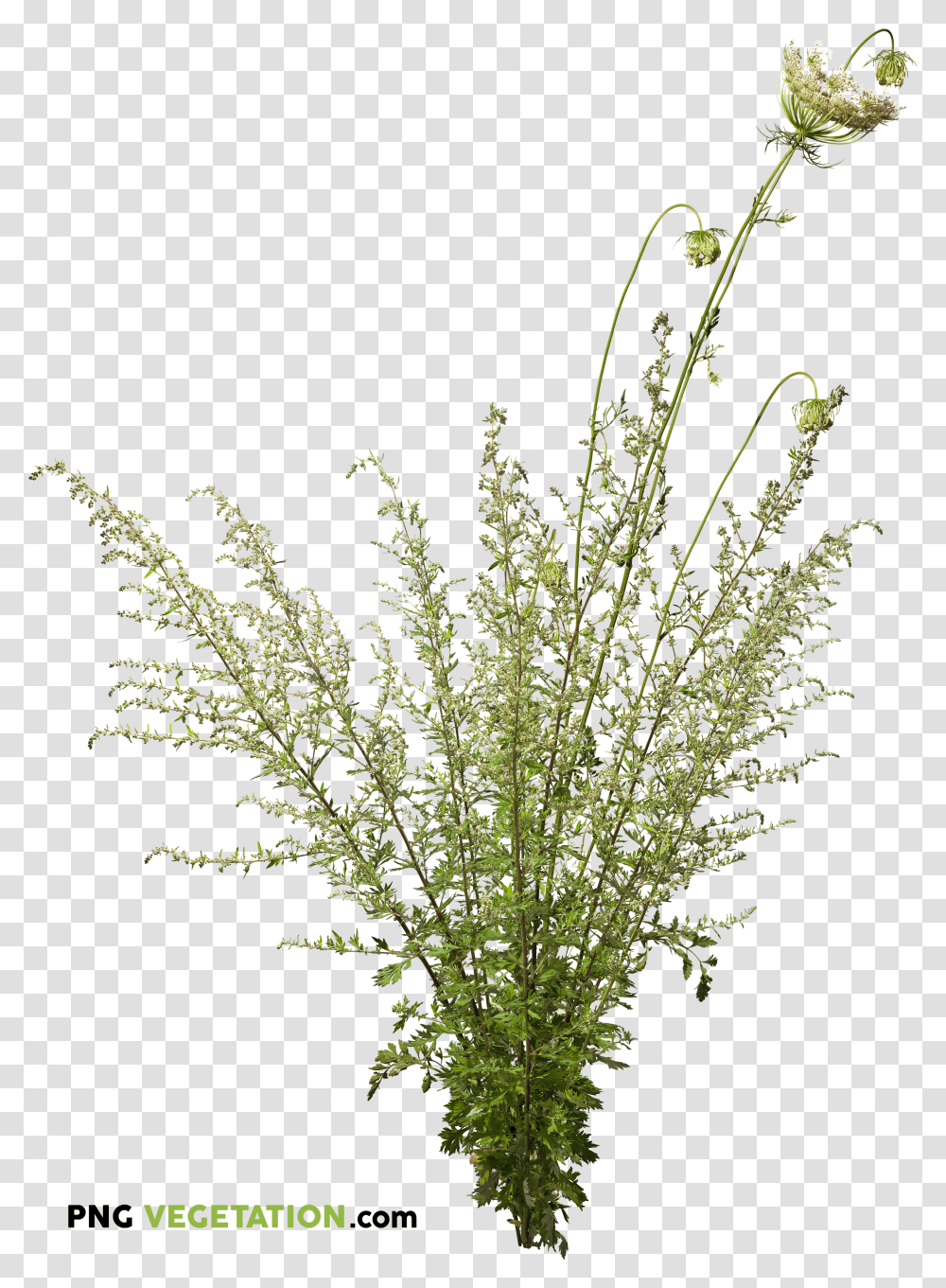 Wild Grass Transparent Png