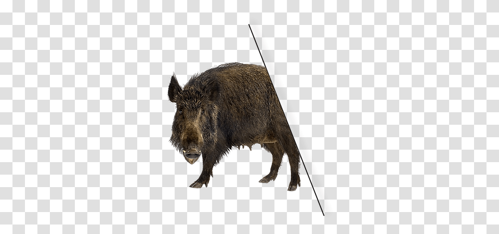 Wild Hog Removal Services Lone Star Trapping Feral Wild Boar, Pig, Mammal, Animal Transparent Png
