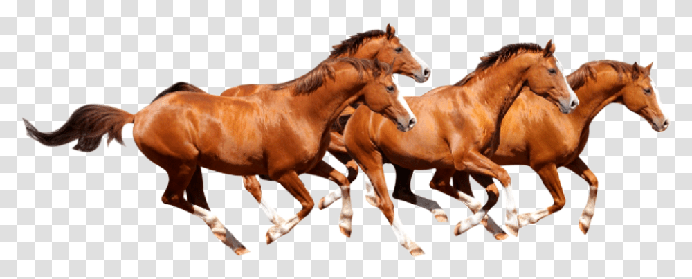 Wild Horse Running, Mammal, Animal, Colt Horse, Foal Transparent Png