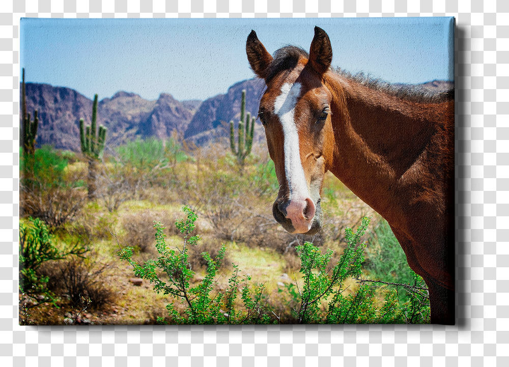 Wild Horses Of Salt River Arizona Sorrel, Mammal, Animal, Colt Horse, Foal Transparent Png