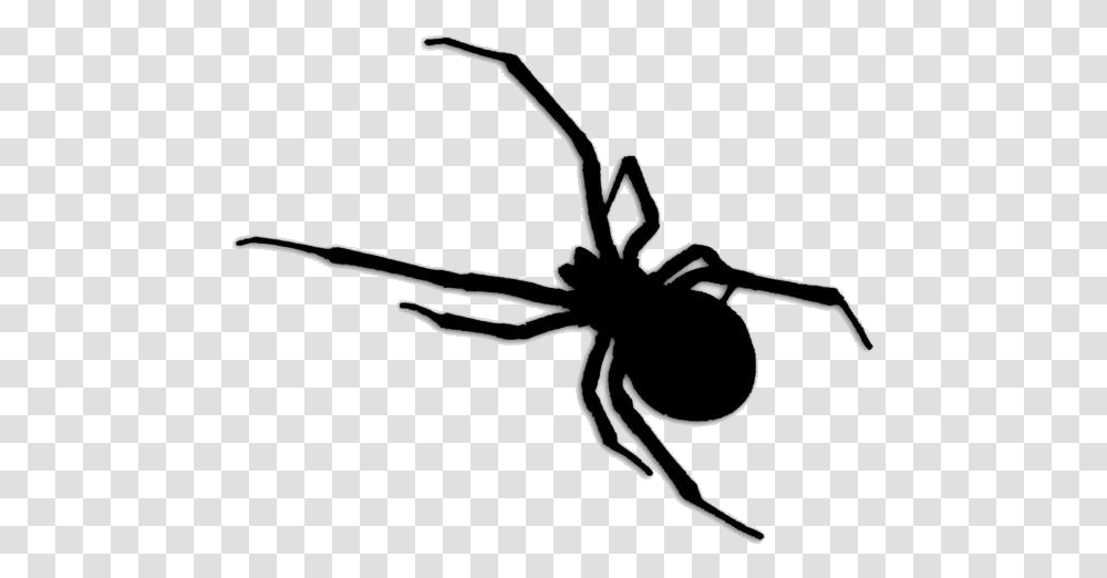 Wild Insects Images Black Widow Brown Recluse Spider, Invertebrate, Animal, Arachnid, Garden Spider Transparent Png