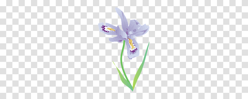 Wild Iris Nature, Flower, Plant, Blossom Transparent Png