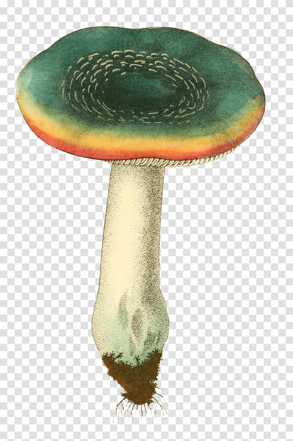 Wild Mushroom Plant Vector About Ink Green, Agaric, Fungus, Amanita Transparent Png