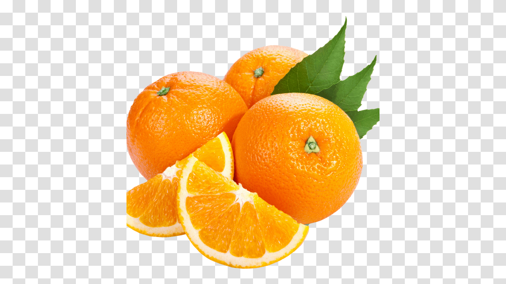 Wild Orange Essential Orange Images Hd, Citrus Fruit, Plant, Food, Grapefruit Transparent Png