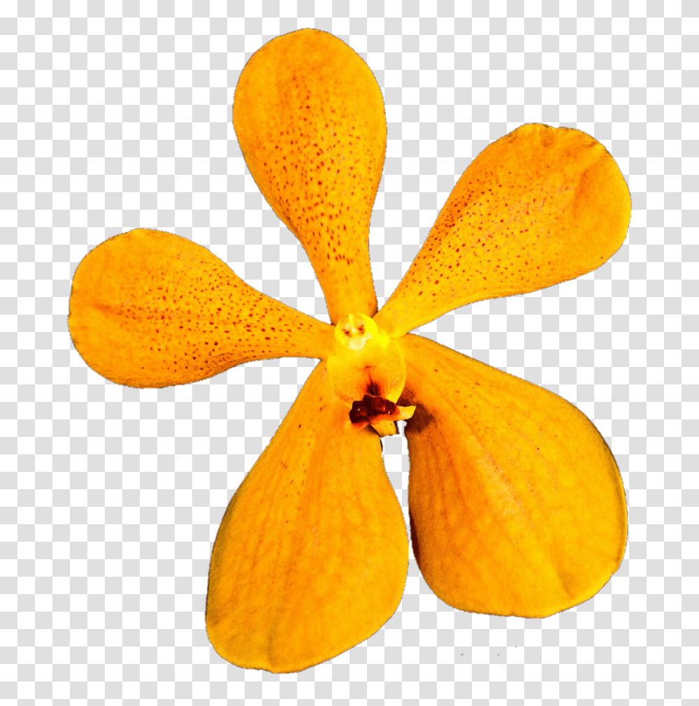Wild Orange Orchid, Plant, Flower, Blossom, Fungus Transparent Png
