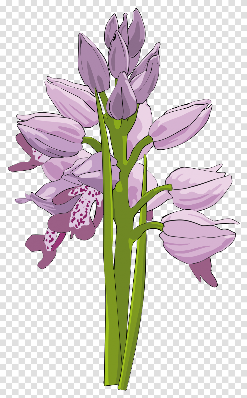 Wild Orchid Clip Arts Bunga Anggrek Bulan Vektor, Plant, Flower, Blossom, Iris Transparent Png