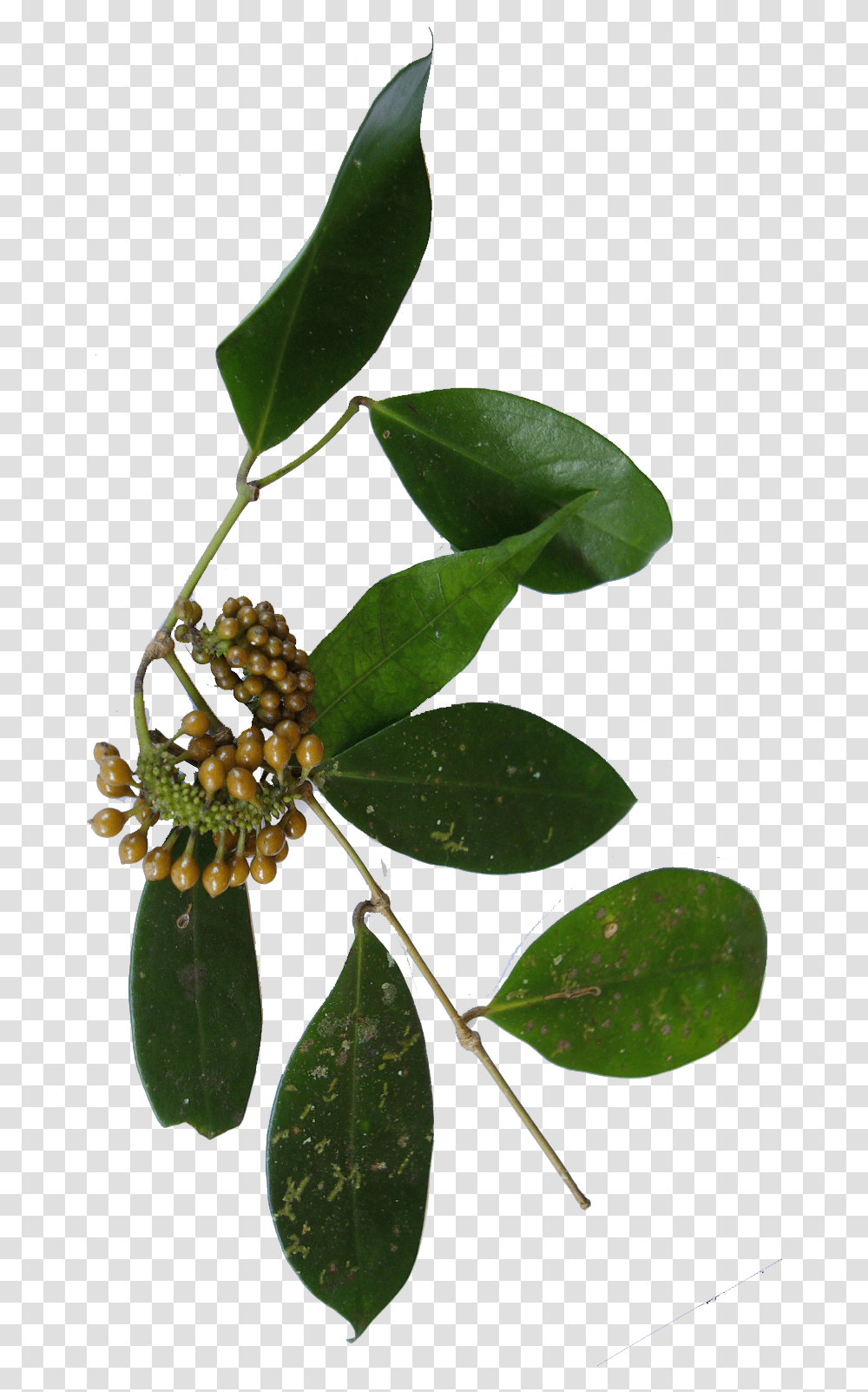 Wild Pepper Bunch Fleur Poivre Sauvage, Leaf, Plant, Annonaceae, Tree Transparent Png