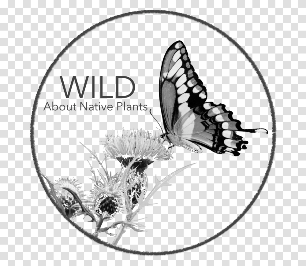 Wild Plants, Animal, Insect, Invertebrate, Butterfly Transparent Png
