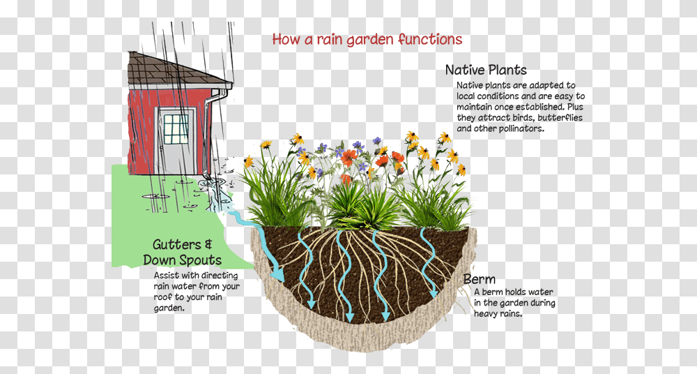 Wild Plants Rain Garden, Outdoors, Nature, Housing, Building Transparent Png