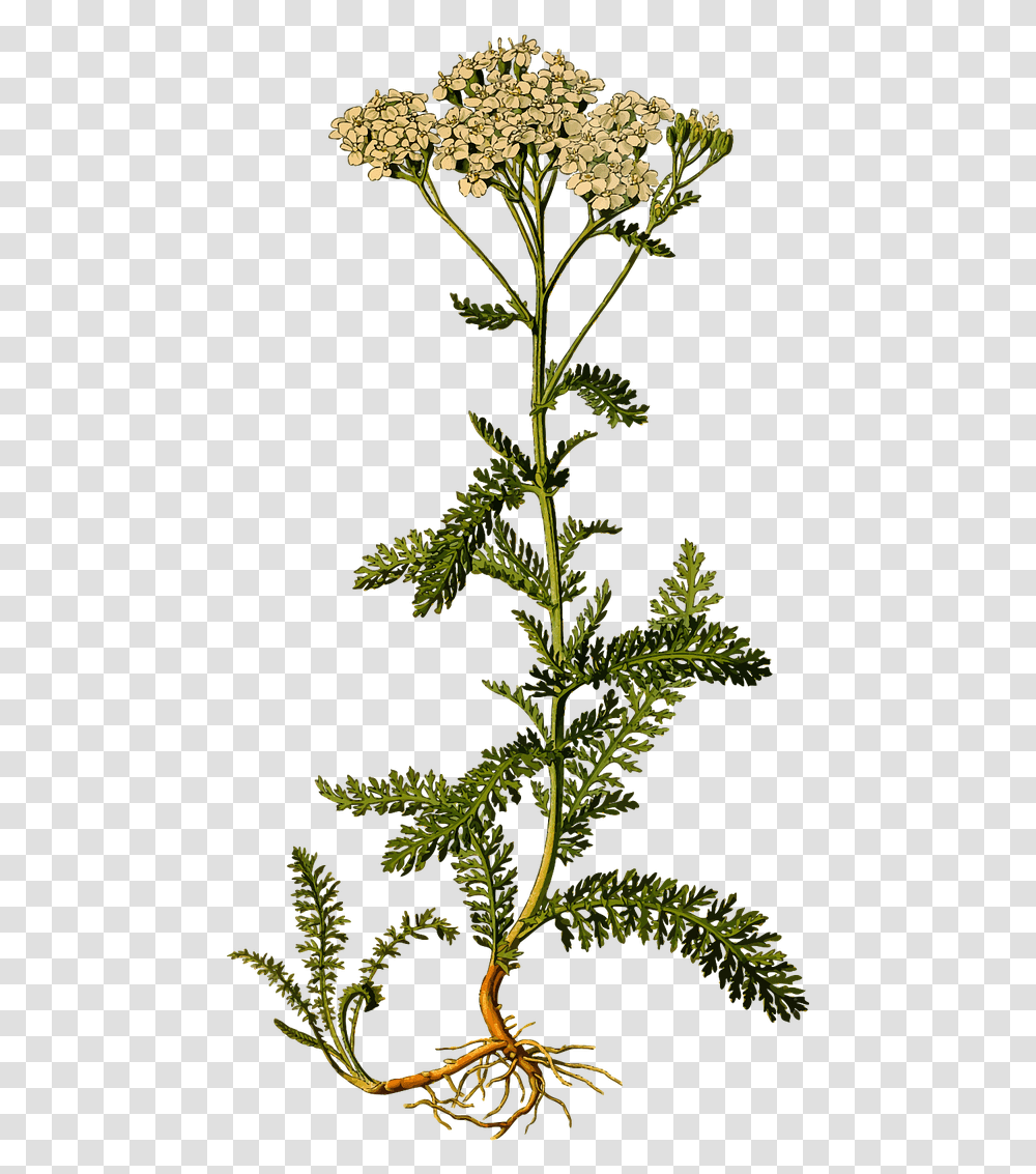 Wild Plants Yarrow Drawing, Flower, Thistle, Leaf, Acanthaceae Transparent Png