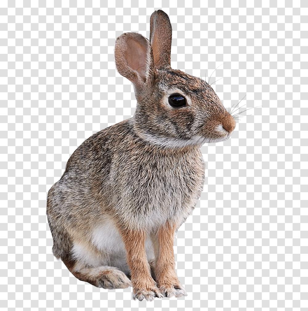 Wild Rabbit Animal Image Background Background Animal, Rodent, Mammal, Hare, Bunny Transparent Png