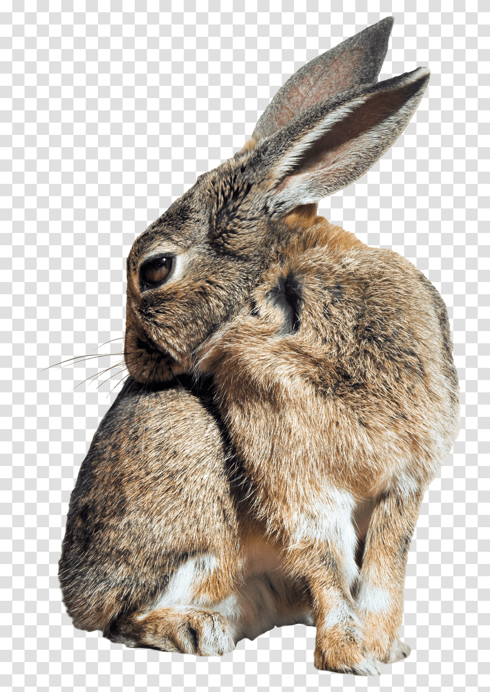 Wild Rabbit Background, Hare, Rodent, Mammal, Animal Transparent Png