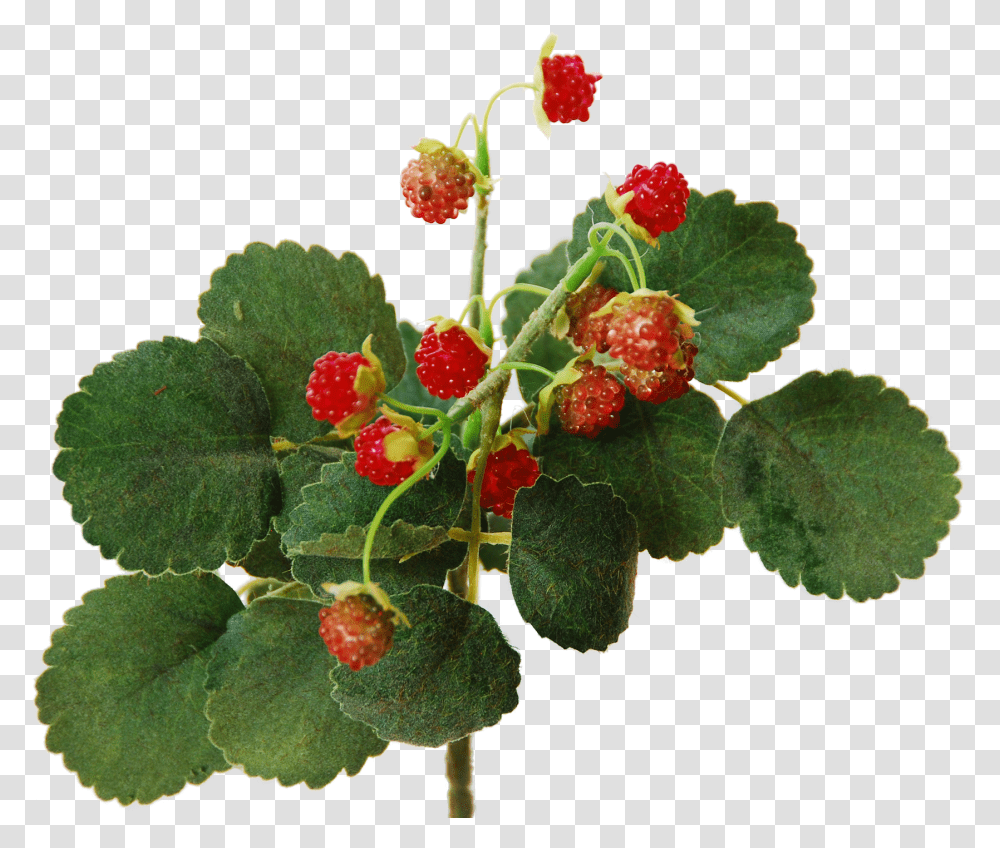 Wild Raspberry Bush 29 Cm Flowerdutchess Frutti Di Bosco Raspberry Bush, Plant, Fruit, Food, Cherry Transparent Png