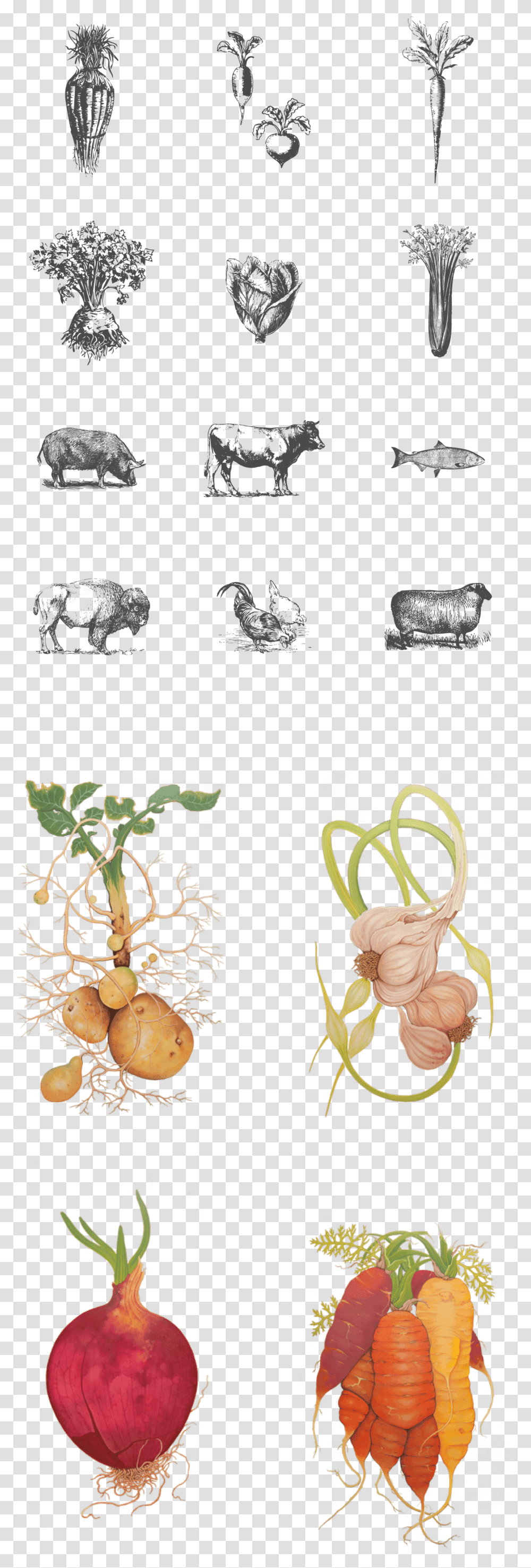 Wild Roots Illustrations, Plant, Vegetable, Food, Produce Transparent Png