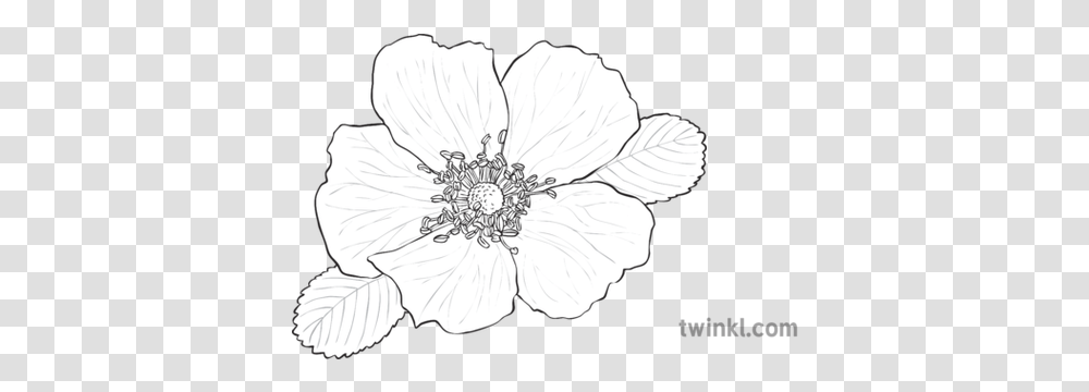 Wild Rose Black And White Illustration Wild Rose Black And White, Hibiscus, Flower, Plant, Blossom Transparent Png