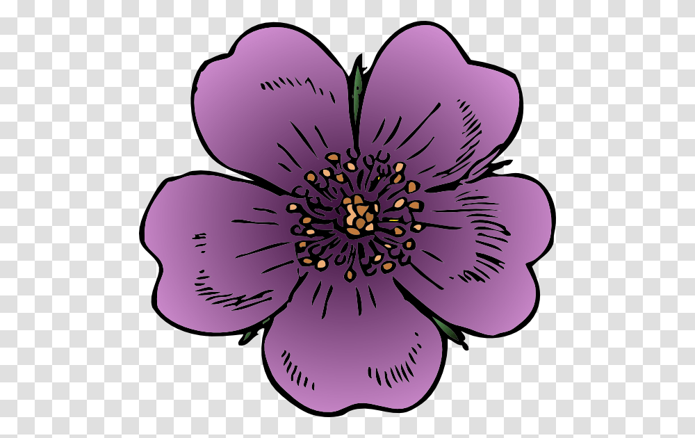 Wild Rose Clip Art, Anemone, Flower, Plant, Petal Transparent Png