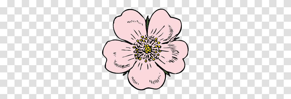 Wild Rose Clip Art, Plant, Flower, Blossom, Anther Transparent Png