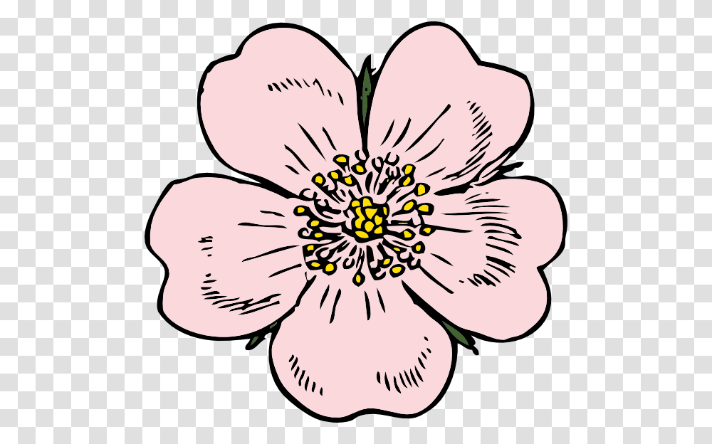 Wild Rose Clip Art, Plant, Flower, Blossom, Anther Transparent Png