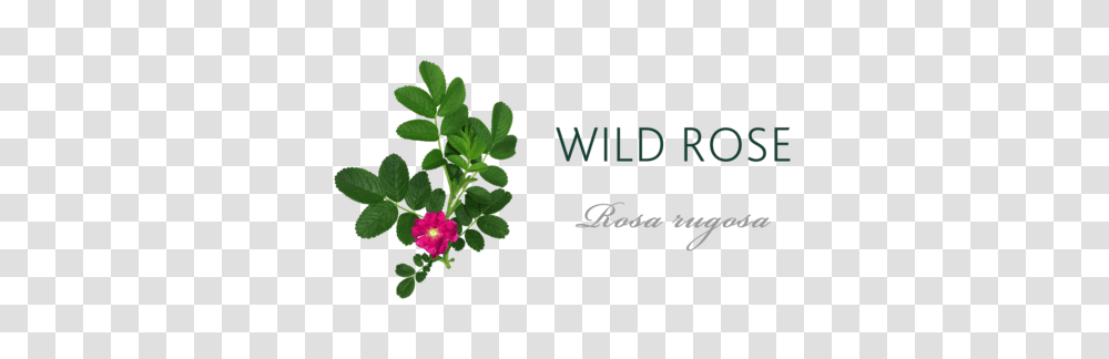 Wild Rose Meaning Tree Symbolism The Present Tree, Plant, Flower, Geranium, Leaf Transparent Png