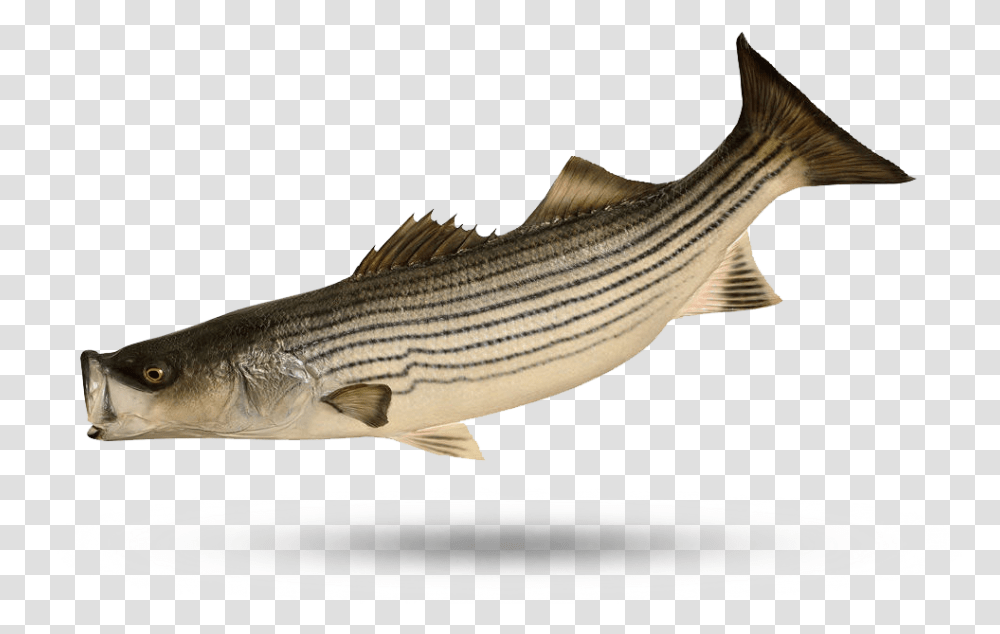 Wild Striped Bass Striped Bass, Fish, Animal, Cod, Sea Life Transparent Png