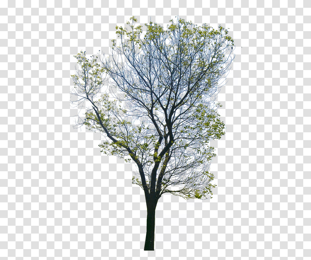 Wild Tree Background Tree, Plant, Nature, Flower Transparent Png