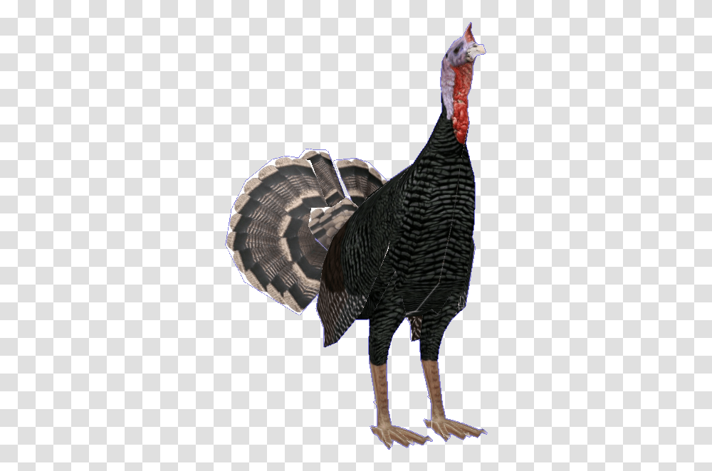Wild Turkey, Animal, Bird, Turkey Bird, Poultry Transparent Png