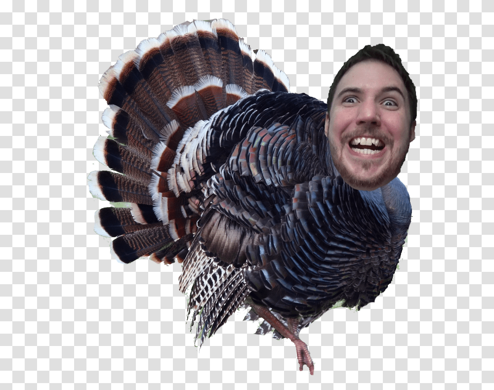 Wild Turkey, Animal, Poultry, Fowl, Bird Transparent Png
