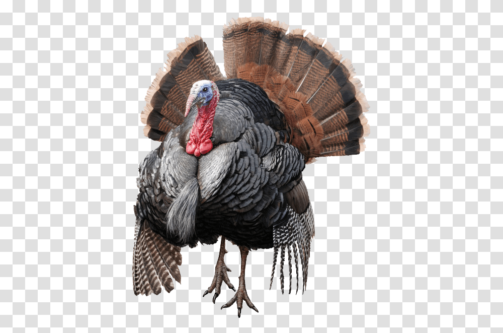 Wild Turkey Image Turkey, Turkey Bird, Poultry, Fowl, Animal Transparent Png