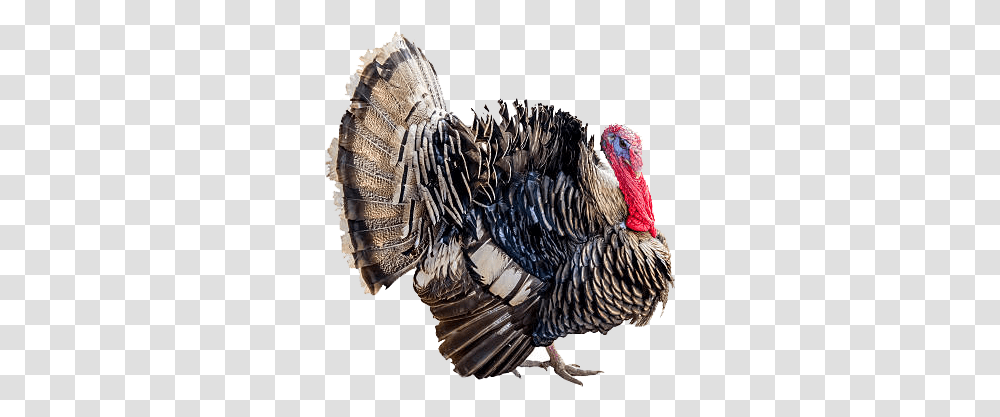 Wild Turkey Images Free Download Domesticated Turkey, Turkey Bird, Poultry, Fowl, Animal Transparent Png