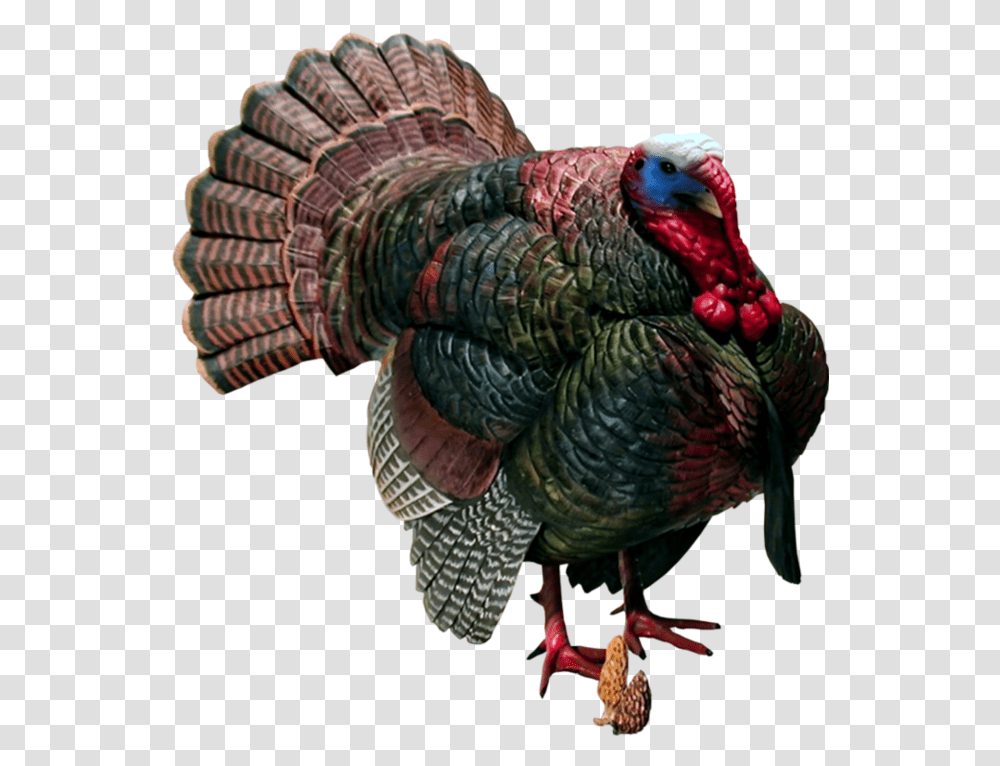 Wild Turkey, Poultry, Fowl, Bird, Animal Transparent Png