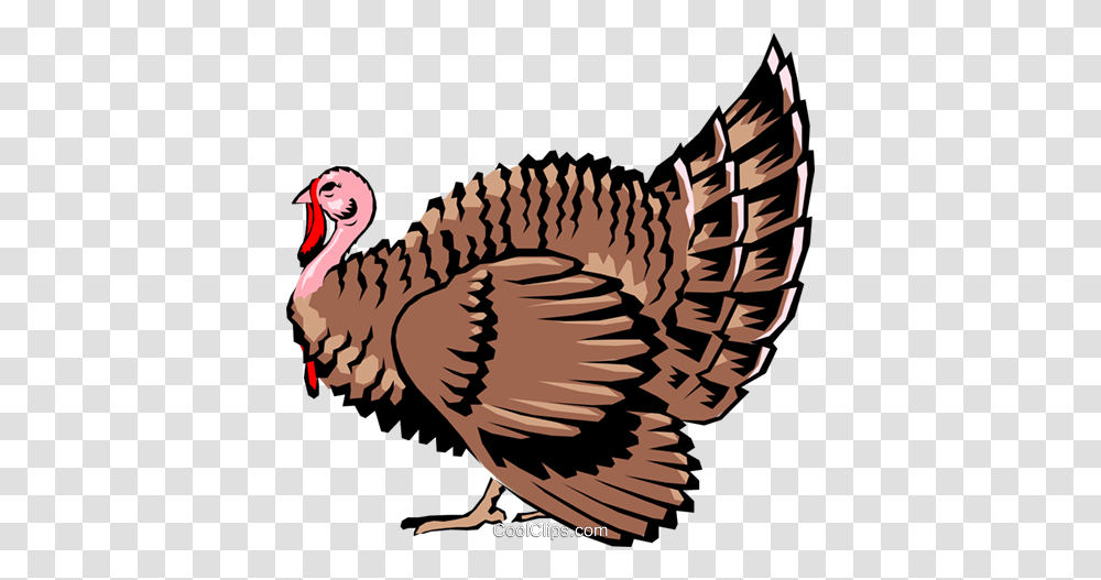 Wild Turkey Royalty Free Vector Clip Art Illustration, Turkey Bird, Poultry, Fowl, Animal Transparent Png