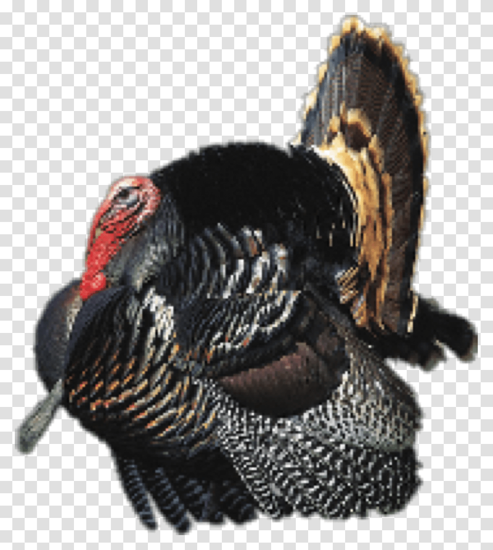 Wild Turkey, Turkey Bird, Poultry, Fowl, Animal Transparent Png