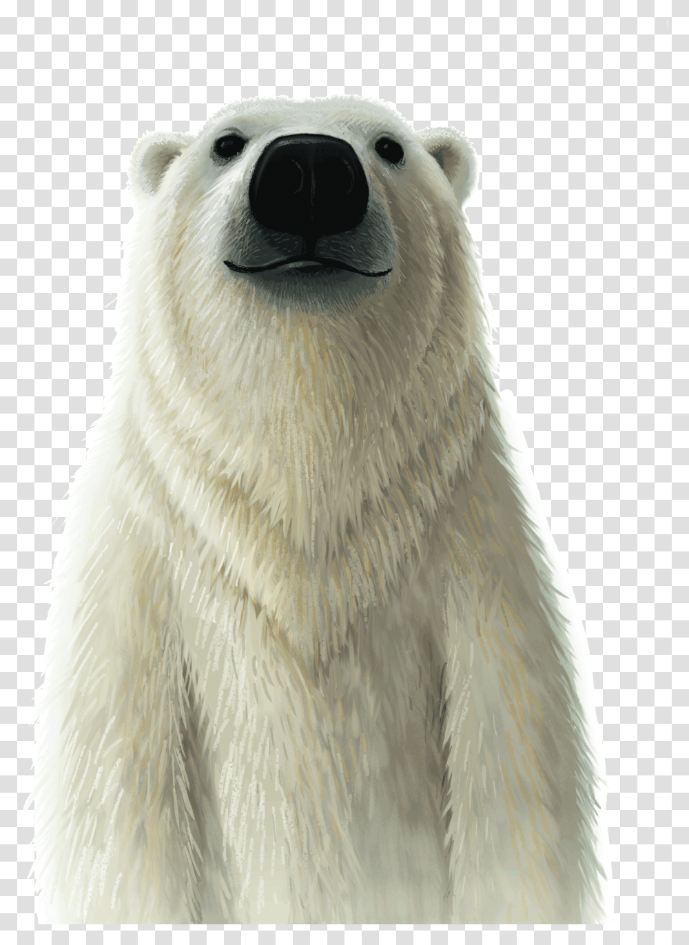Wild Vbs 2019 Animals, Polar Bear, Wildlife, Mammal, Bird Transparent Png