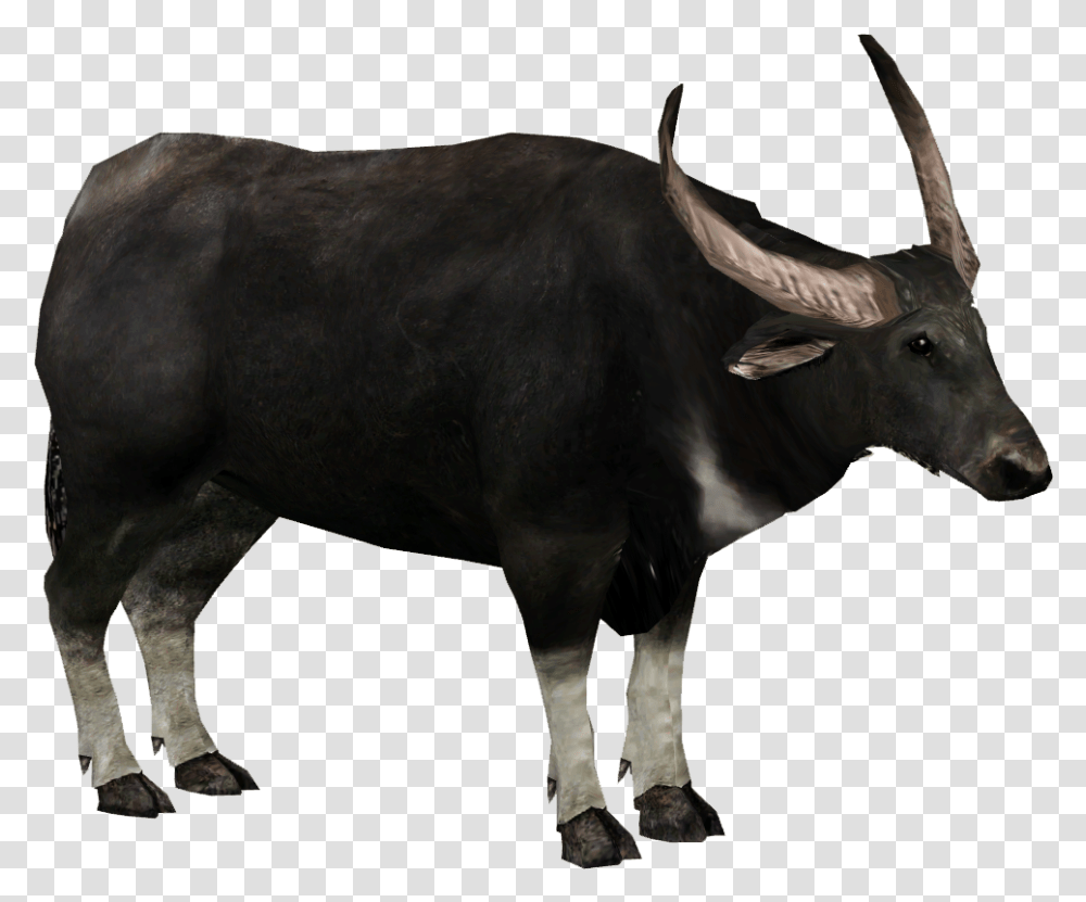Wild Water Buffalo Tycoon 2, Bull, Mammal, Animal, Cow Transparent Png