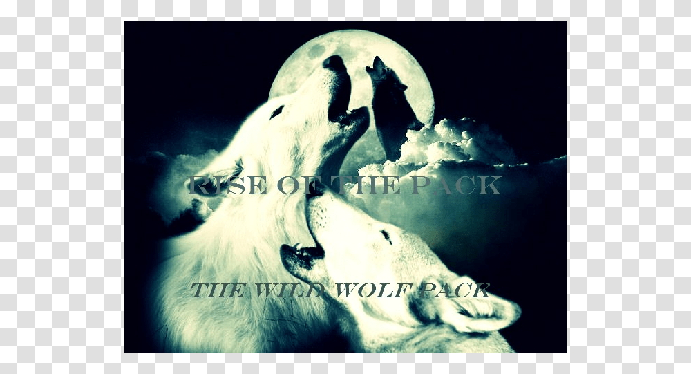 Wild Wolf Pack Radio Polar Bear, Teeth, Mouth, Lip, Wildlife Transparent Png