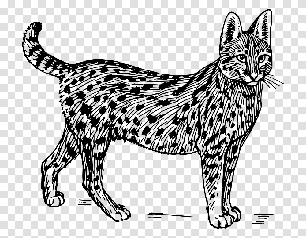 Wildcat Cat Feline Animal Biology Mammal Zoology Wild Cat Black And White, Gray, World Of Warcraft Transparent Png