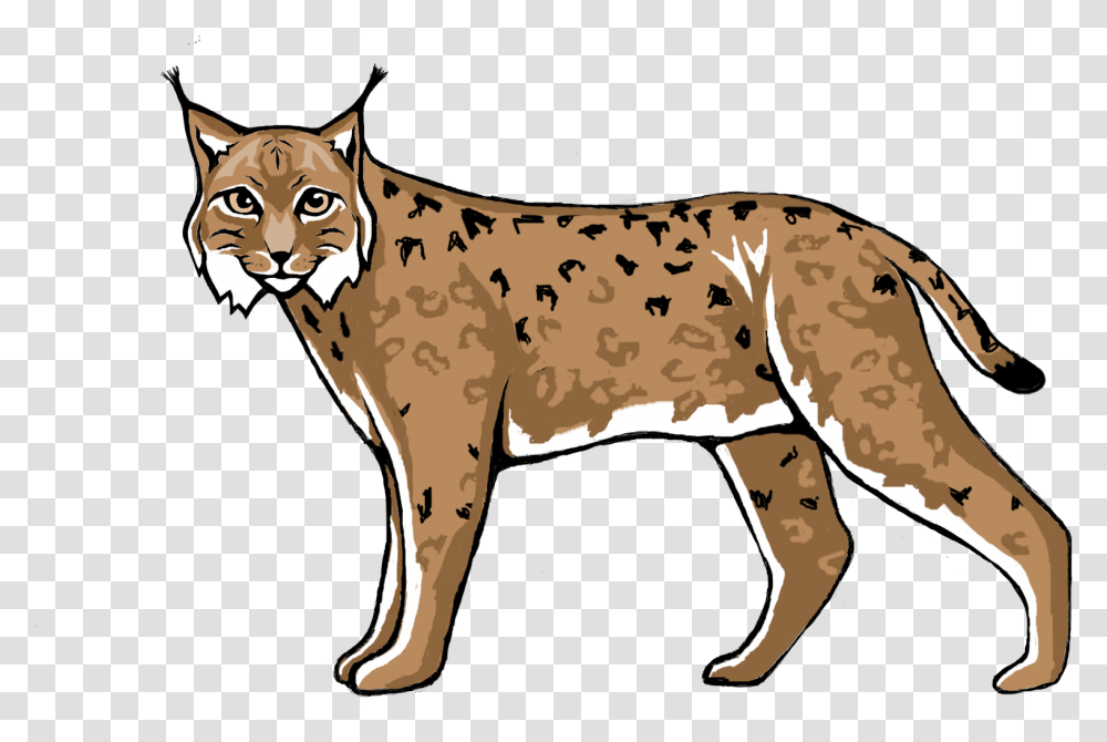 Wildcat Lynx Cougar Cheetah Lynx Clipart, Wildlife, Animal, Mammal, Zebra Transparent Png