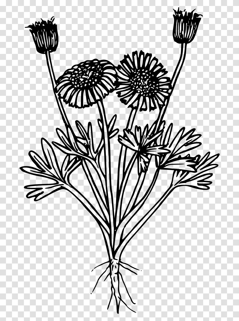 Wildflower Black And White, Gray, World Of Warcraft Transparent Png