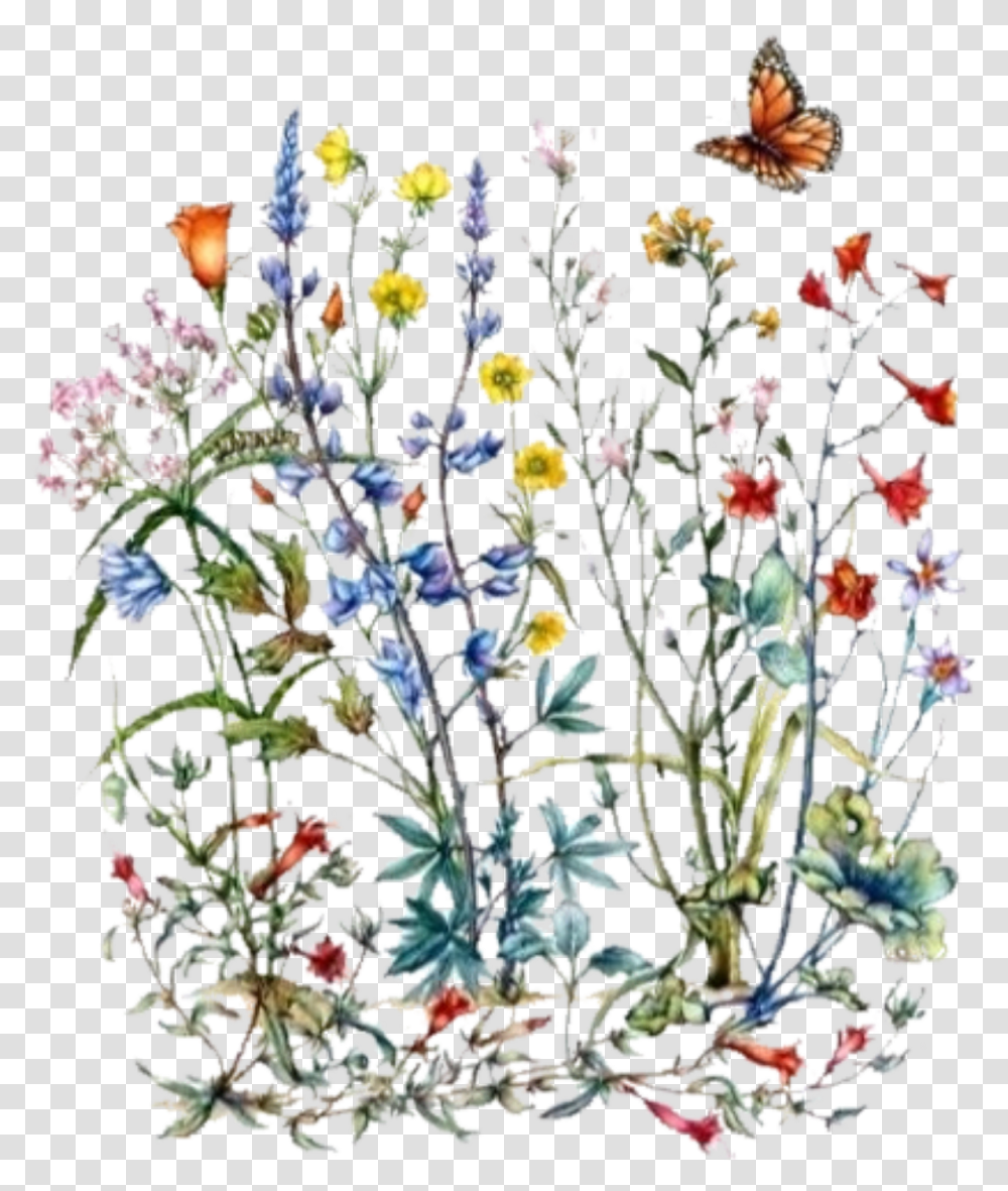 Wildflower Botanical Illustration, Plant, Pattern, Floral Design Transparent Png