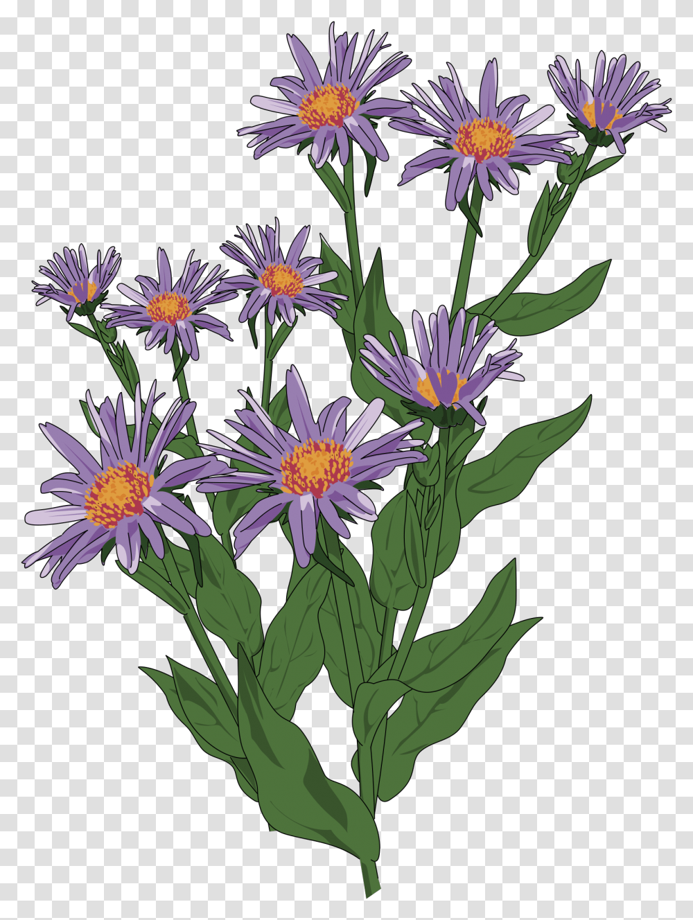 Wildflower Clipart Flowering Plant New England Aster, Flower Arrangement, Acanthaceae, Daisy, Floral Design Transparent Png