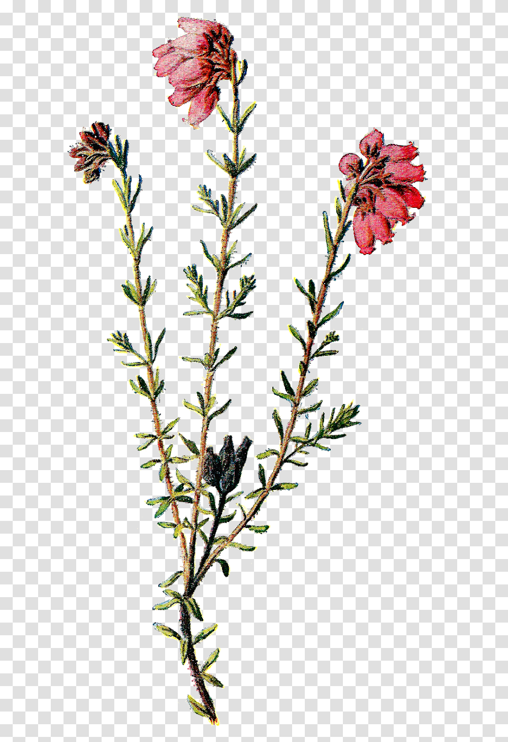Wildflower Clipart Pretty Background Wild Flowers, Plant, Grass, Bush, Vegetation Transparent Png