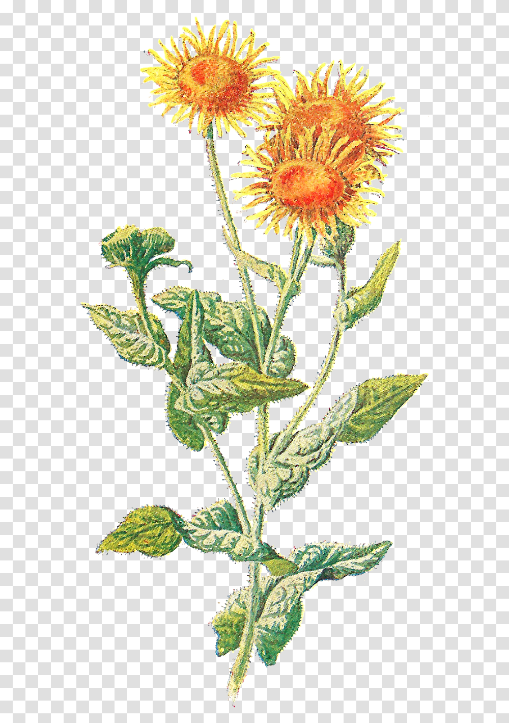 Wildflower Clipart Yellow Flower Clip Art, Plant, Petal, Dandelion, Daisy Transparent Png