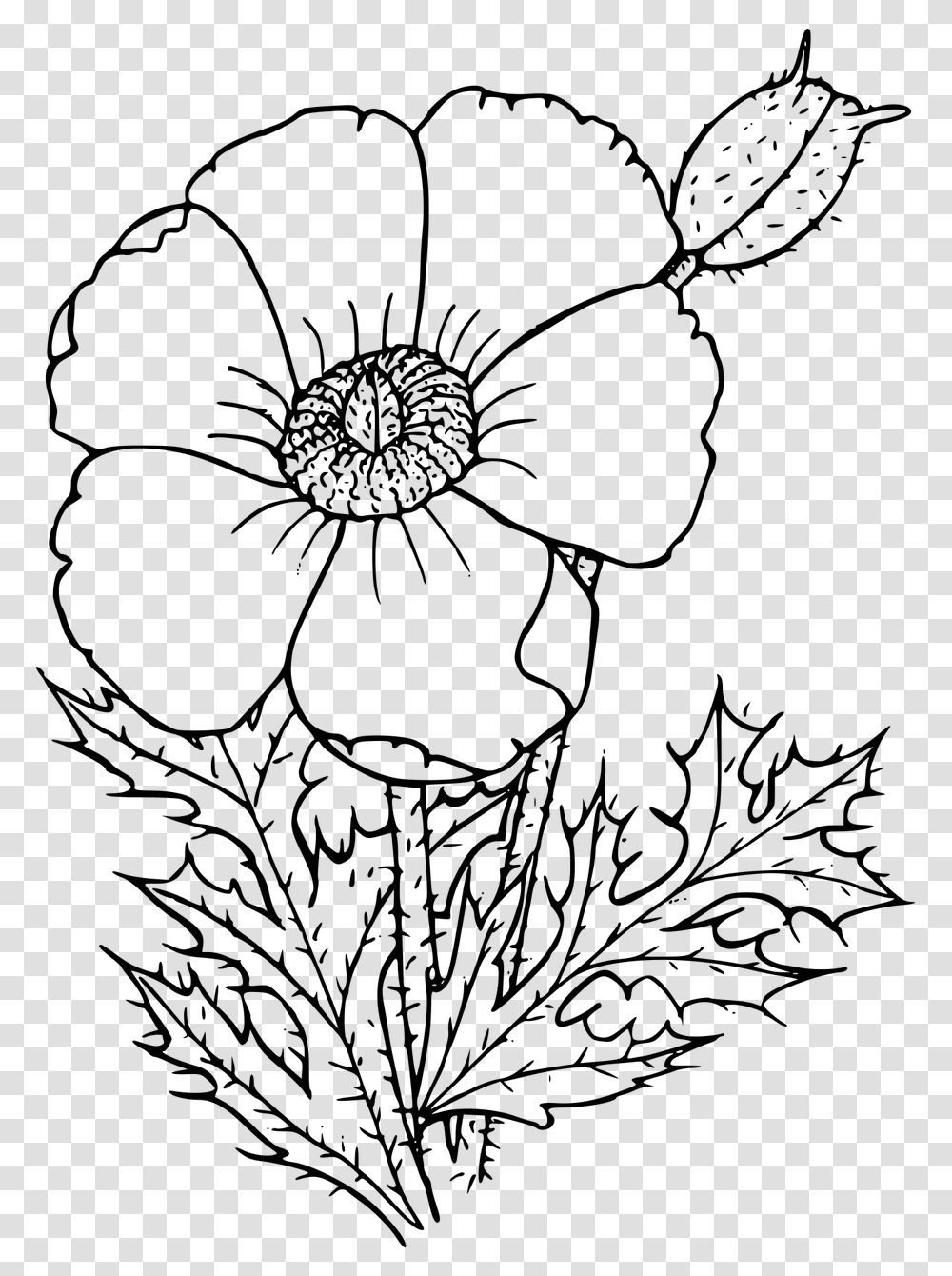 Wildflower In Black And White Poppy Drawing, Gray, World Of Warcraft Transparent Png