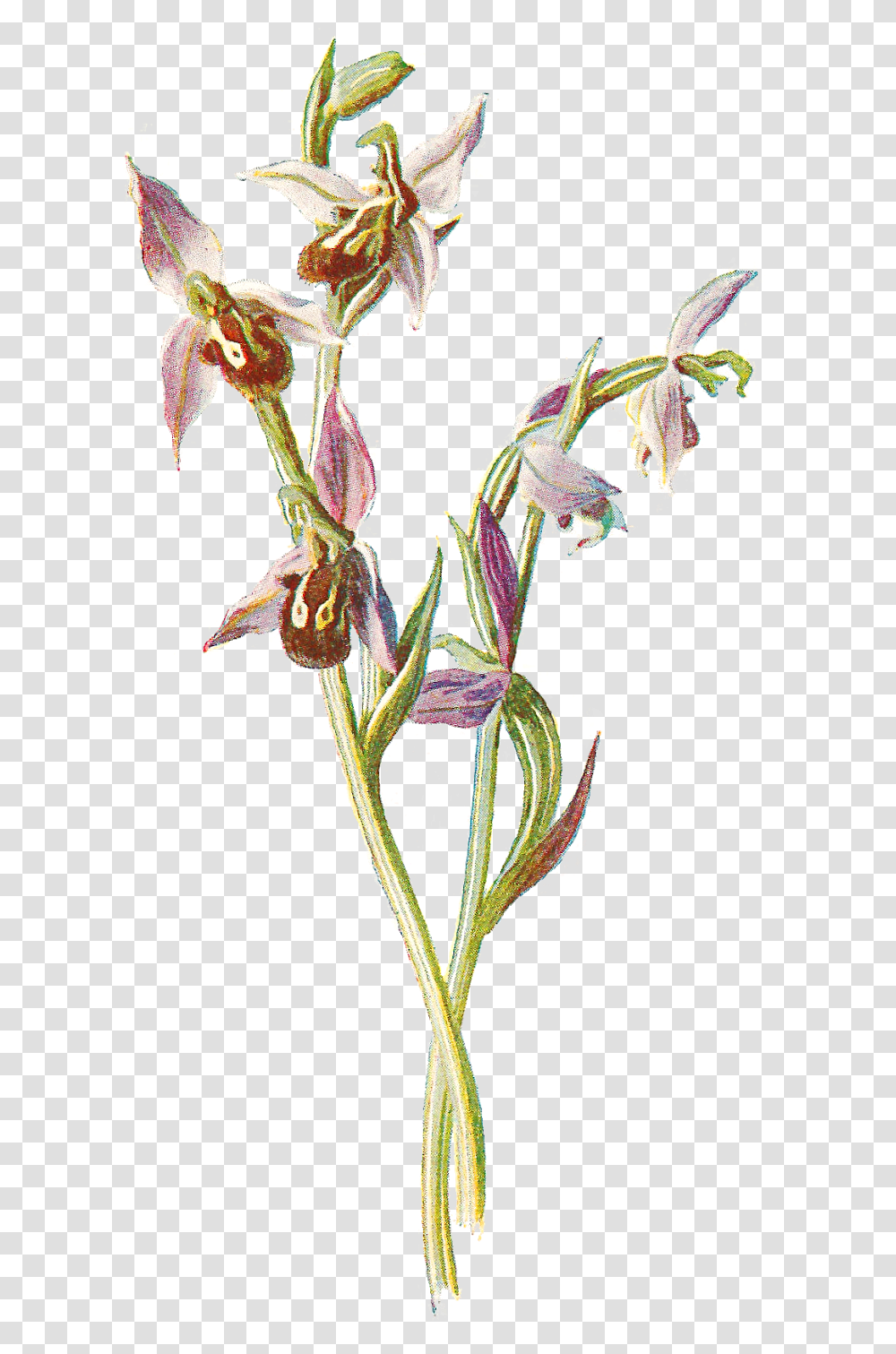 Wildflower Orchid Flower Image Download, Plant, Blossom, Iris, Acanthaceae Transparent Png