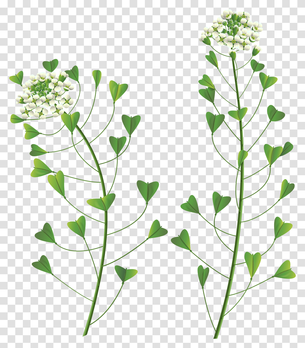 Wildflower Page Transparent Png