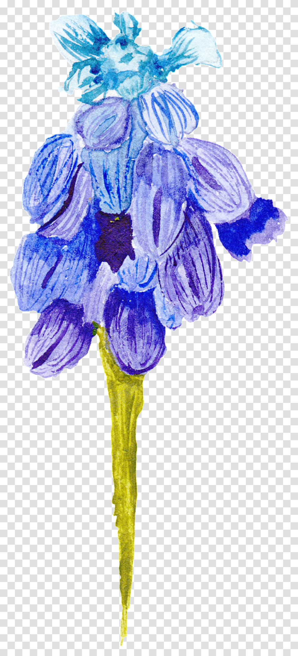 Wildflower Vector Blue Flower Lily, Plant, Blossom, Iris, Geranium Transparent Png