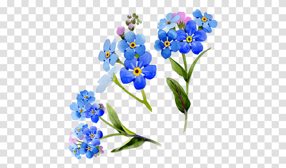 Wildflower Vector Watercolor Myosotis Watercolors, Plant, Iris, Blossom, Anemone Transparent Png